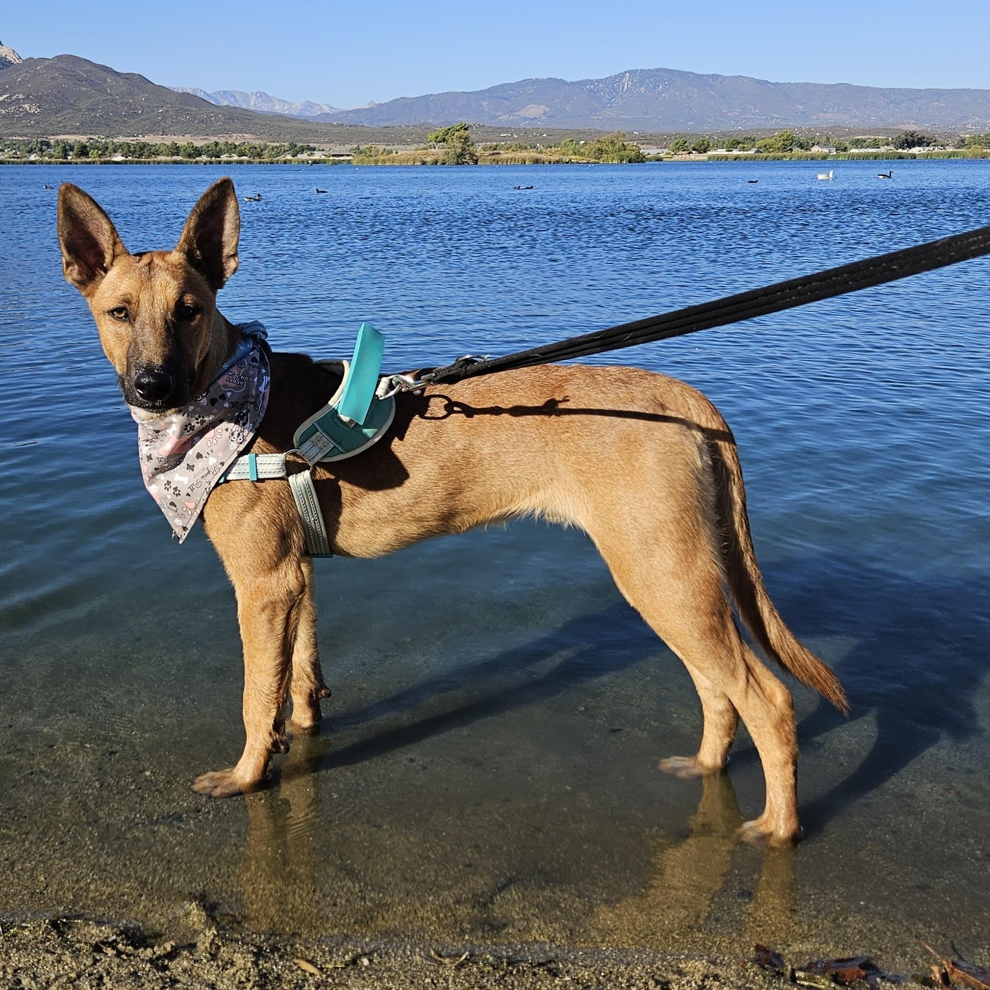Louie Louie, Adoptable, Young Male German Shepherd Dog.