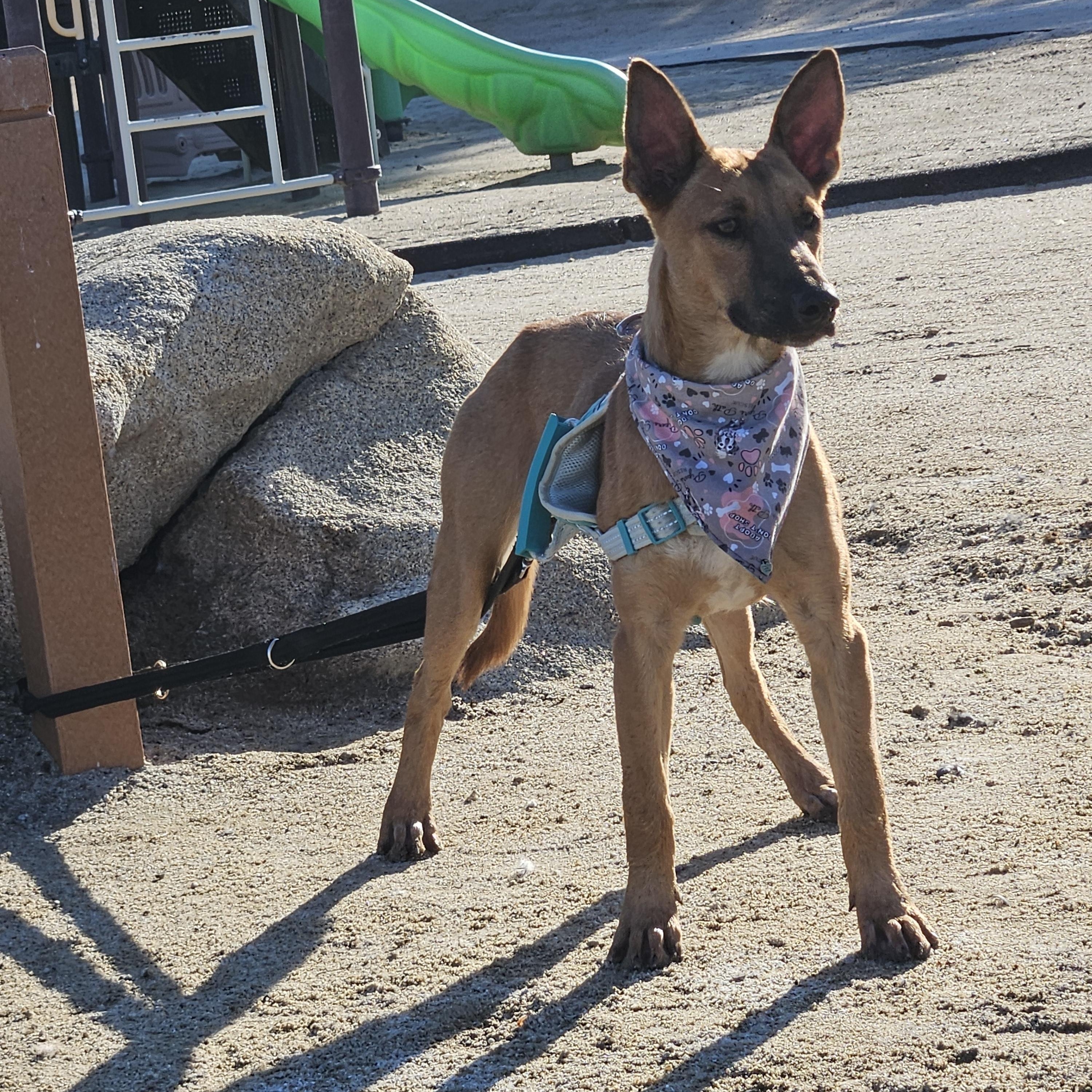 Enlarge Louie Louie, a Adoptable mixed breed in Temecula, CA image 5/5