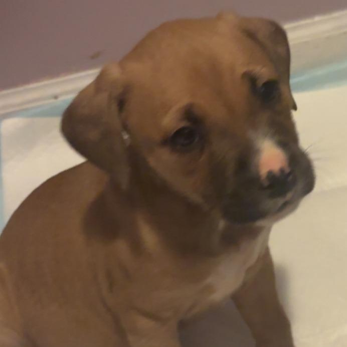 Pancake — thumbnail 2