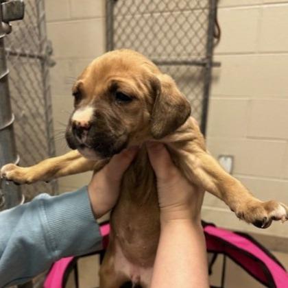 Pancake — thumbnail 3