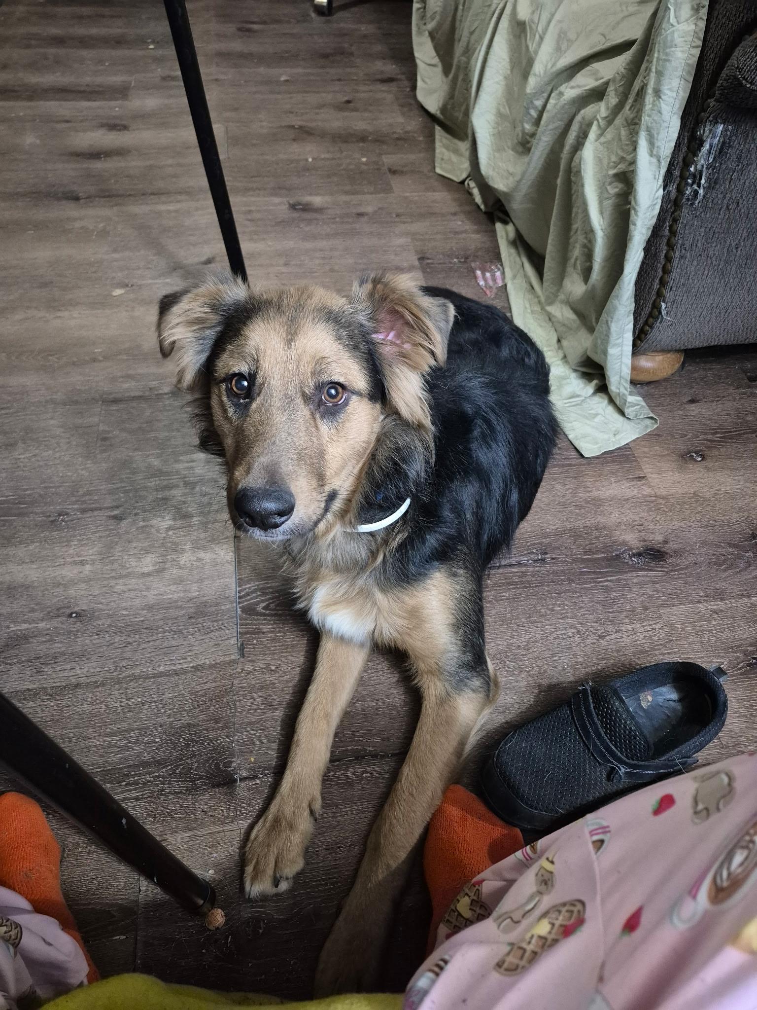 Enlarge Bandit, a ADOPTABLE mixed breed in Pocatello, ID image 1/2