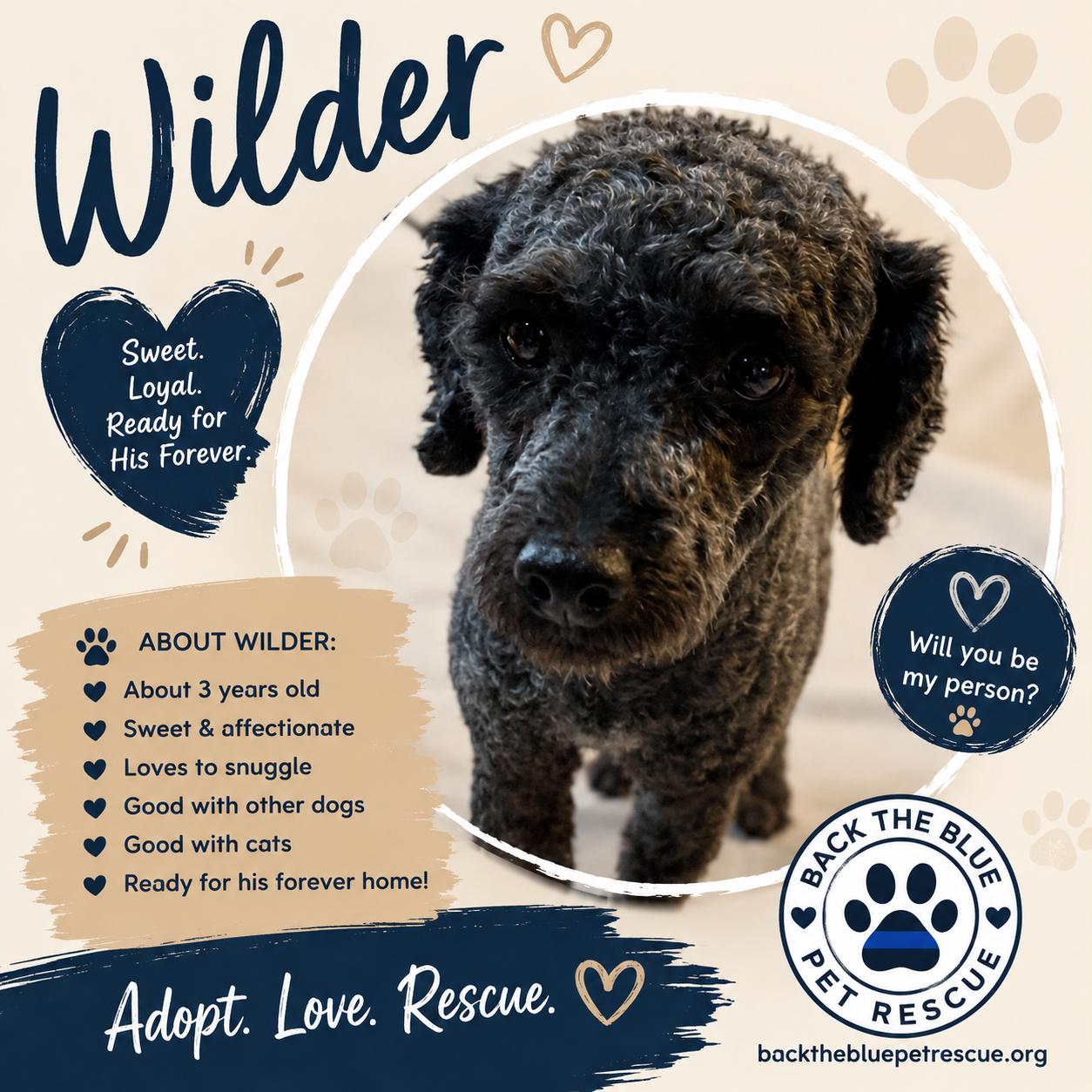 Wilder, Adoptable, Young Male Poodle.