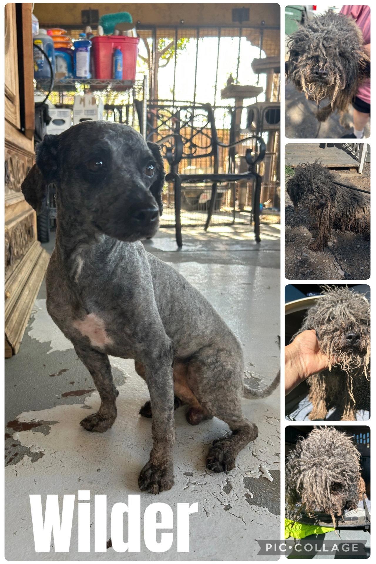 Enlarge Wilder, a Adoptable Poodle in Queen Creek, AZ image 2/2