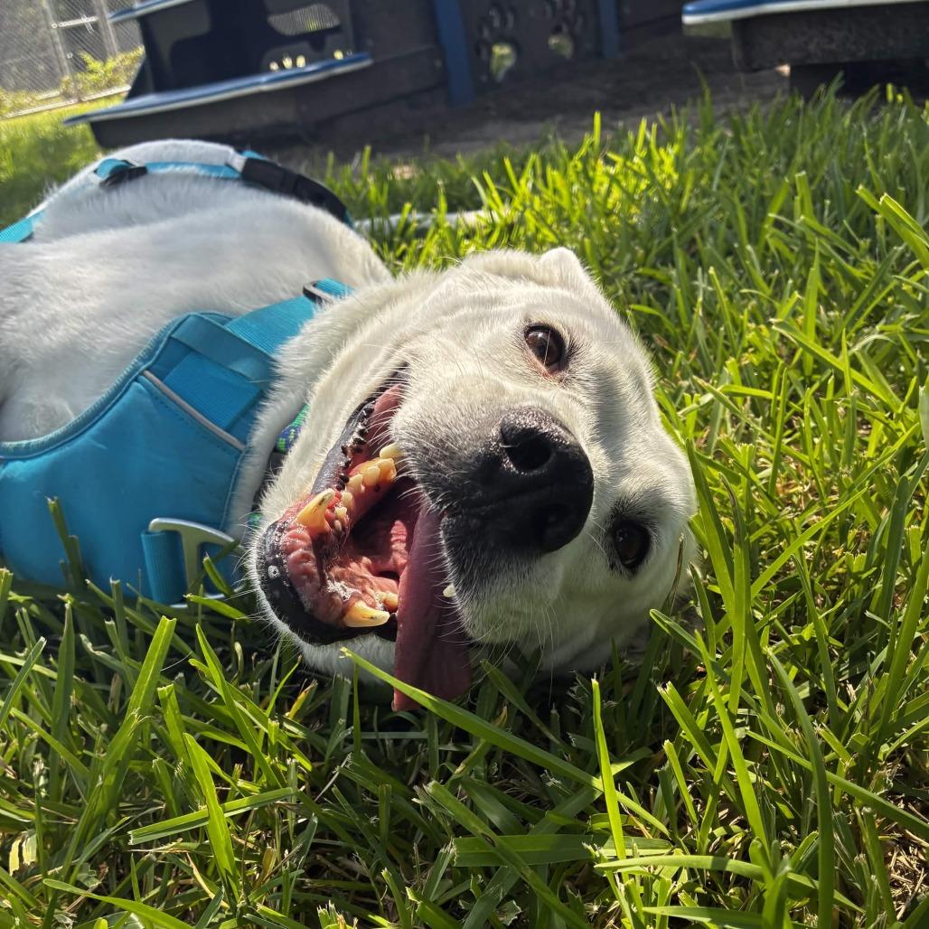Nelly, a Adoptable Shepherd in Beaumont, TX image 4/6