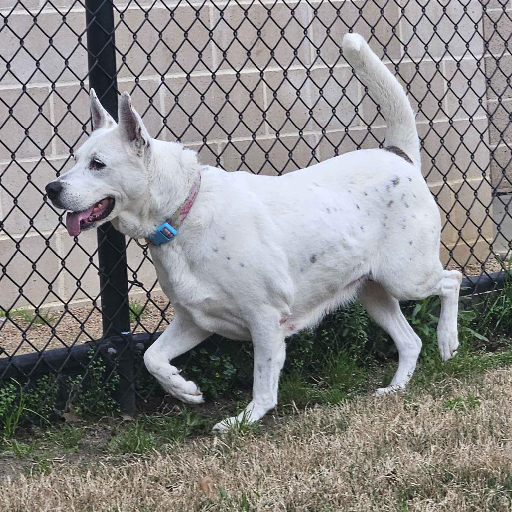 Nelly, a Adoptable Shepherd in Beaumont, TX image 6/6