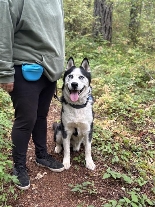 Igor, an adoptable Siberian Husky, Alaskan Malamute in Philomath, OR, 97370 | Photo Image 3