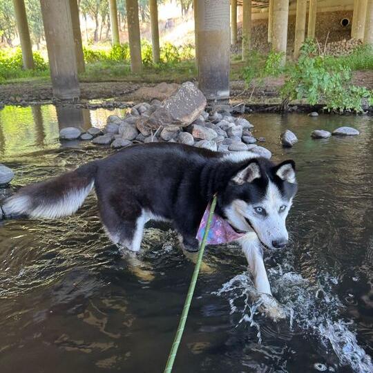 Igor, an adoptable Siberian Husky, Alaskan Malamute in Philomath, OR, 97370 | Photo Image 2