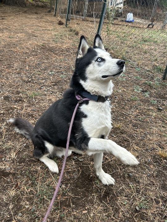 Igor, a Adoptable mixed breed in Philomath, OR image 4/5