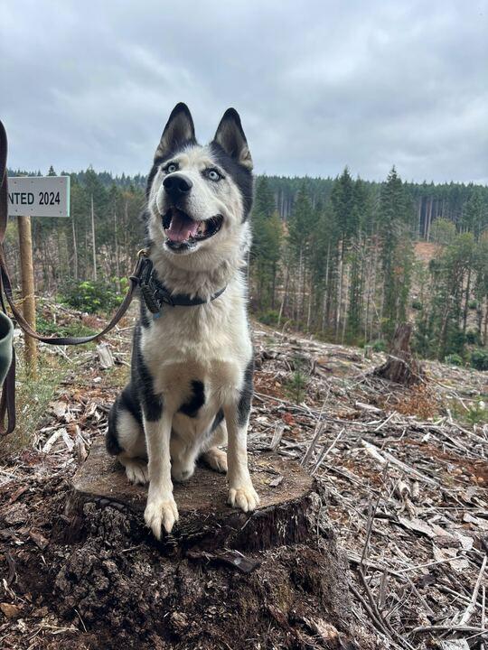 Igor, an adoptable Siberian Husky, Alaskan Malamute in Philomath, OR, 97370 | Photo Image 2