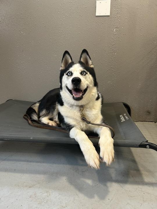 Igor, an adoptable Siberian Husky, Alaskan Malamute in Philomath, OR, 97370 | Photo Image 5