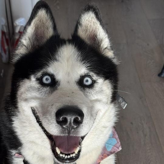 Igor, an adoptable Siberian Husky, Alaskan Malamute in Philomath, OR, 97370 | Photo Image 4