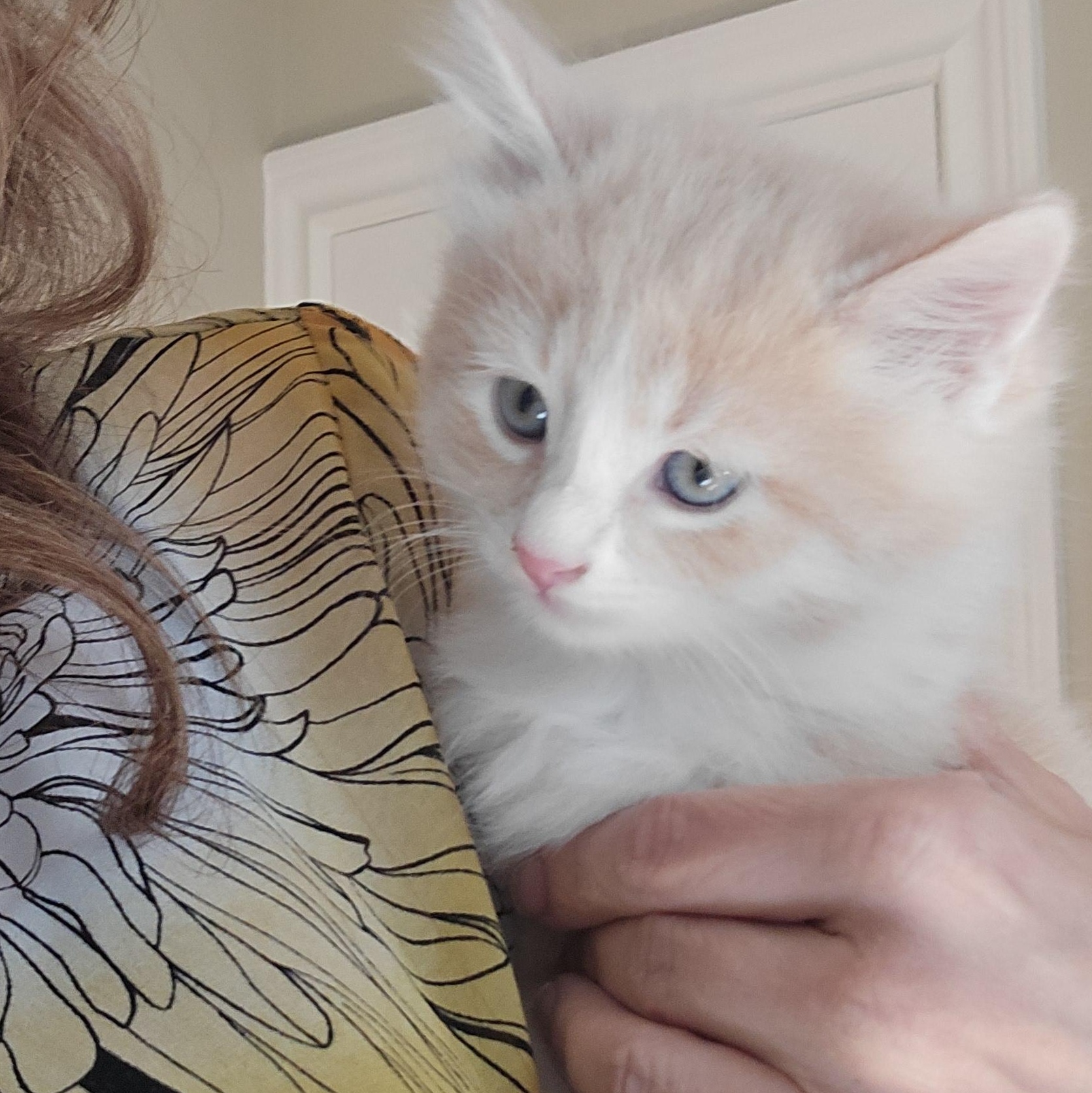 Jacob, adopted, Kitten Male Domestic Short Hair.
