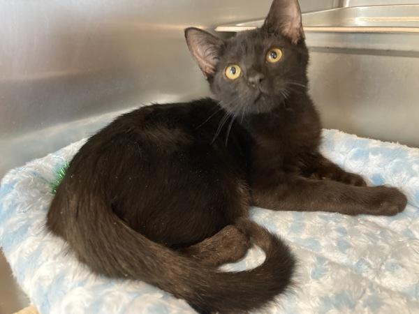 Valentino, Adoptable, Kitten Male Domestic Short Hair.