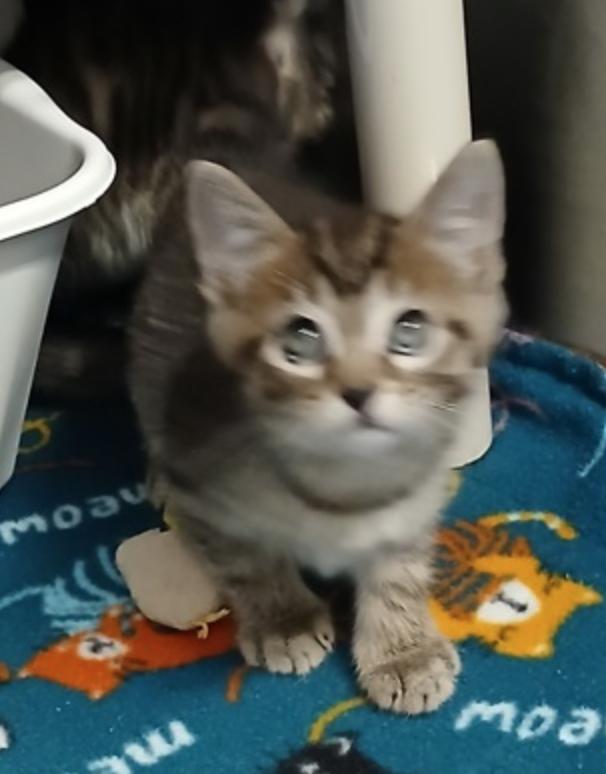Pisgah, ADOPTABLE, Kitten Male Domestic Short Hair.
