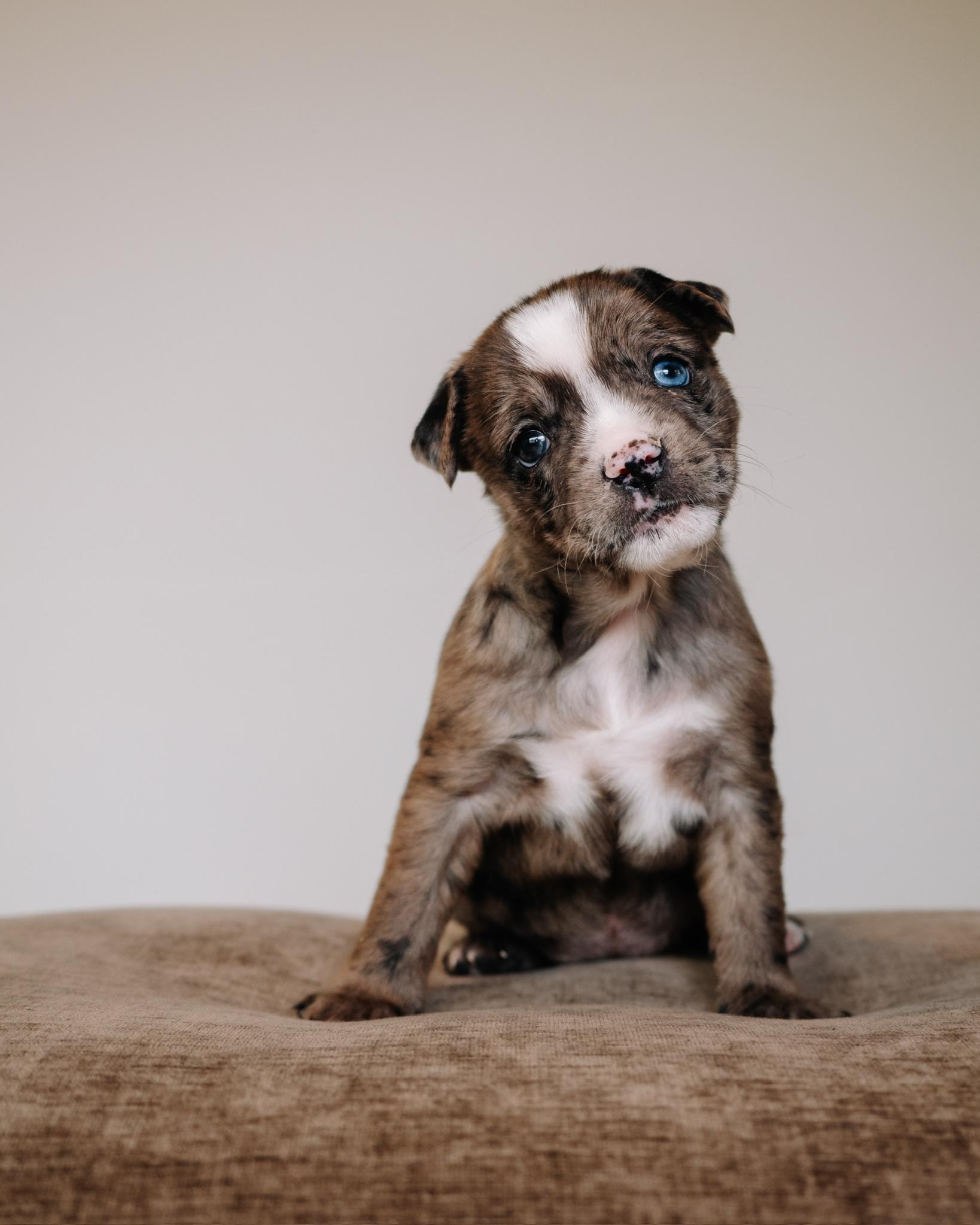Enlarge Corona, a ADOPTABLE mixed breed in Simsbury, CT image 1/2