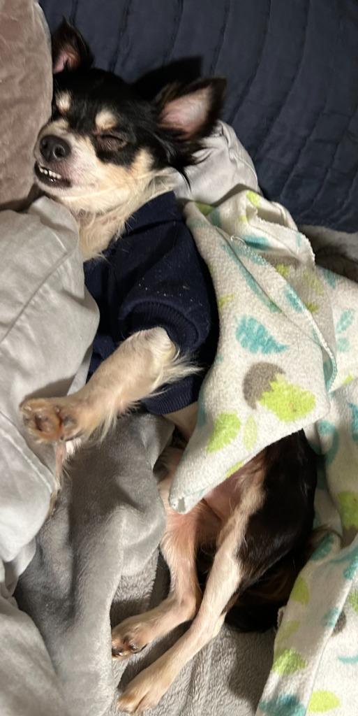 Bluey, Adopted, Adult Male Chihuahua & Terrier.