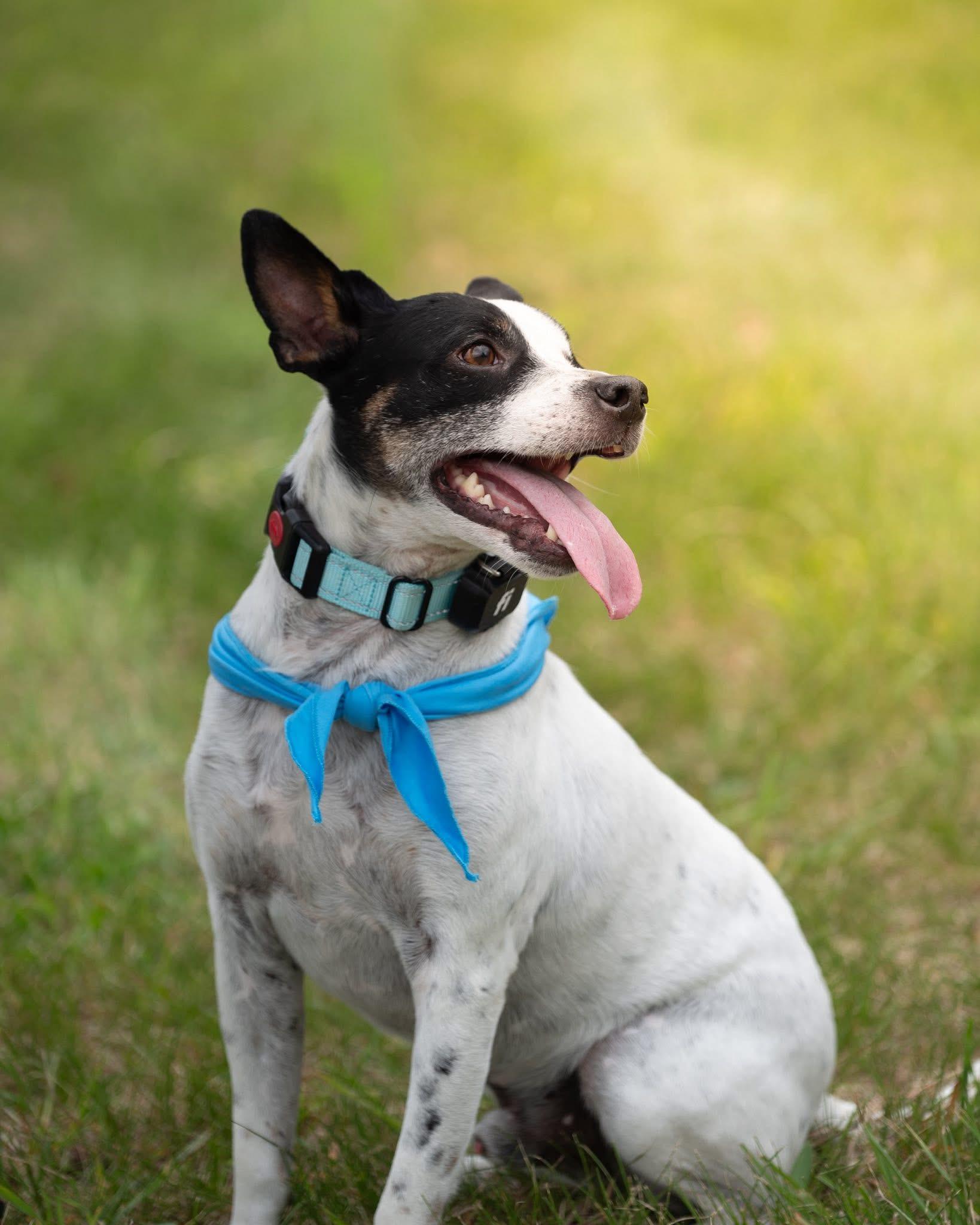 Henry, an adoptable mixed breed in Hopkinton, MA image 1/5