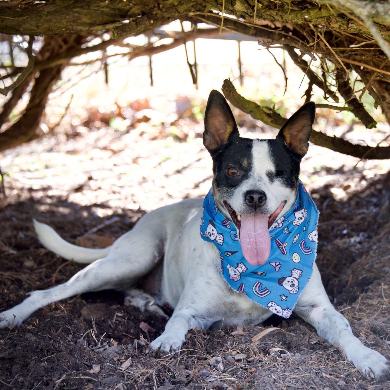 Enlarge Henry, an adoptable mixed breed in Hopkinton, MA image 1/5