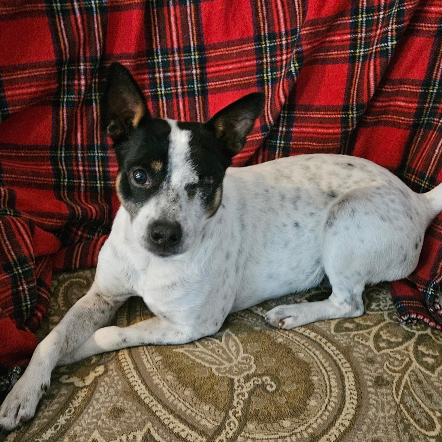 Enlarge Henry, an adoptable mixed breed in Hopkinton, MA image 3/5