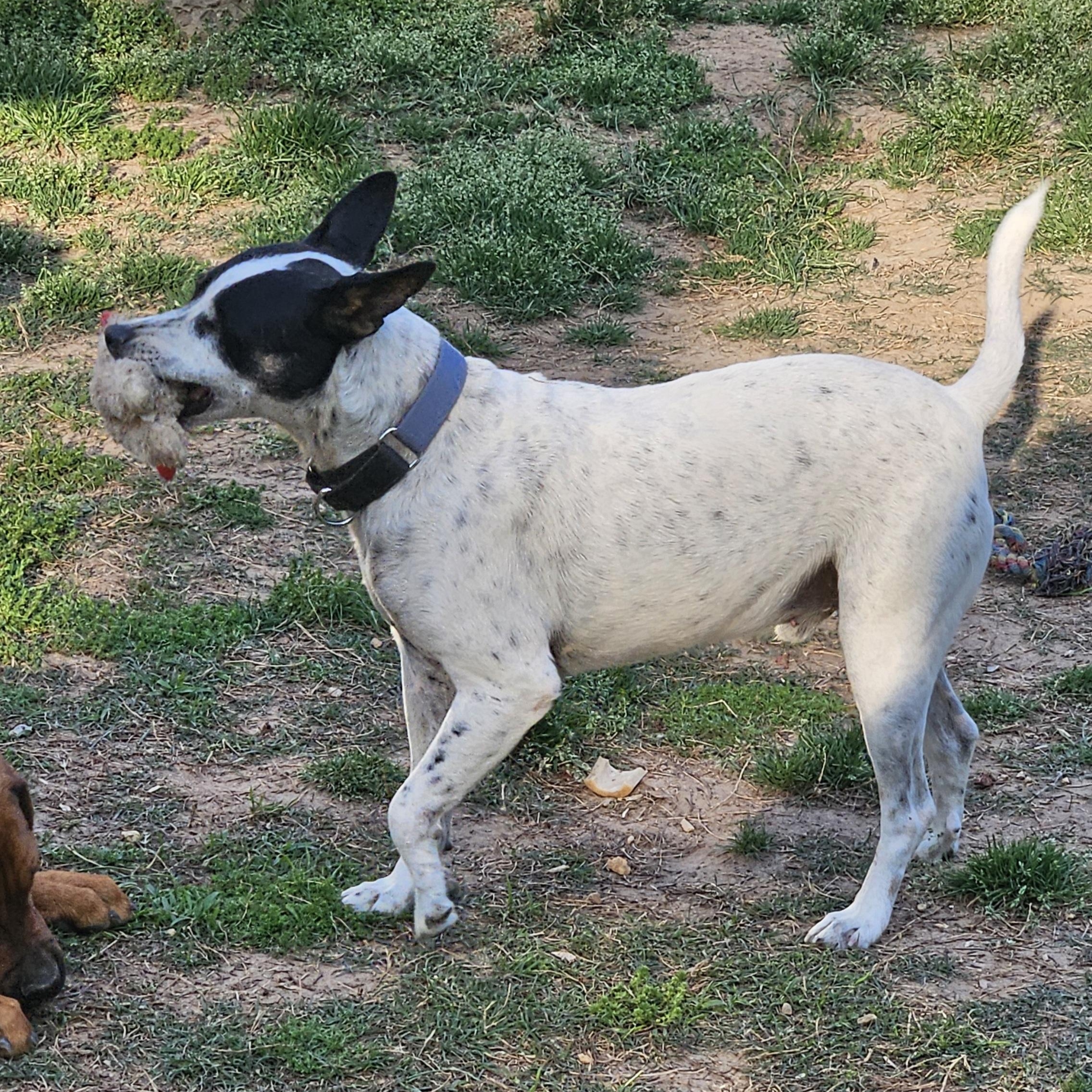 Enlarge Henry, an adoptable mixed breed in Hopkinton, MA image 5/5