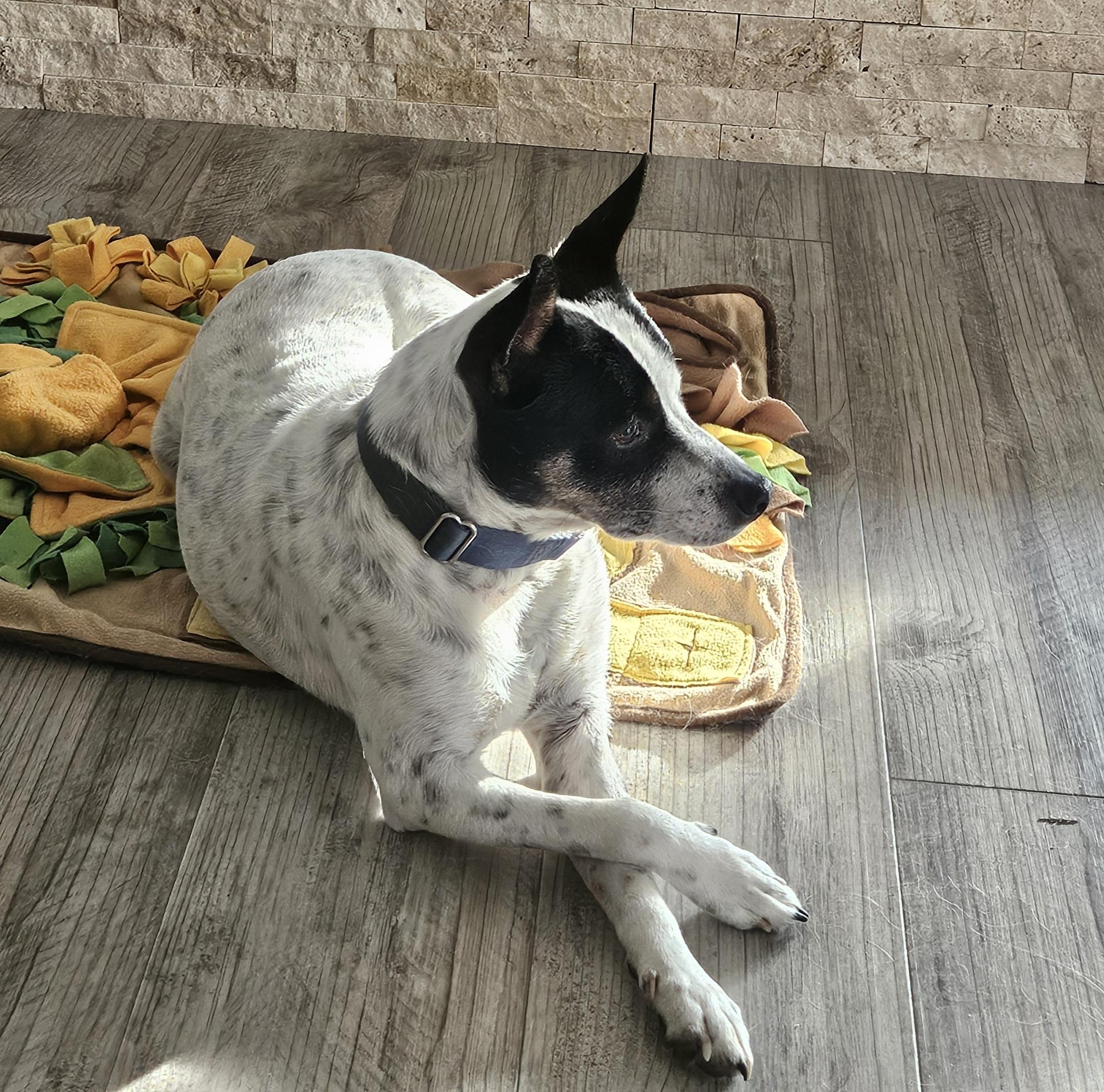 Enlarge Henry, an adoptable mixed breed in Hopkinton, MA image 4/5