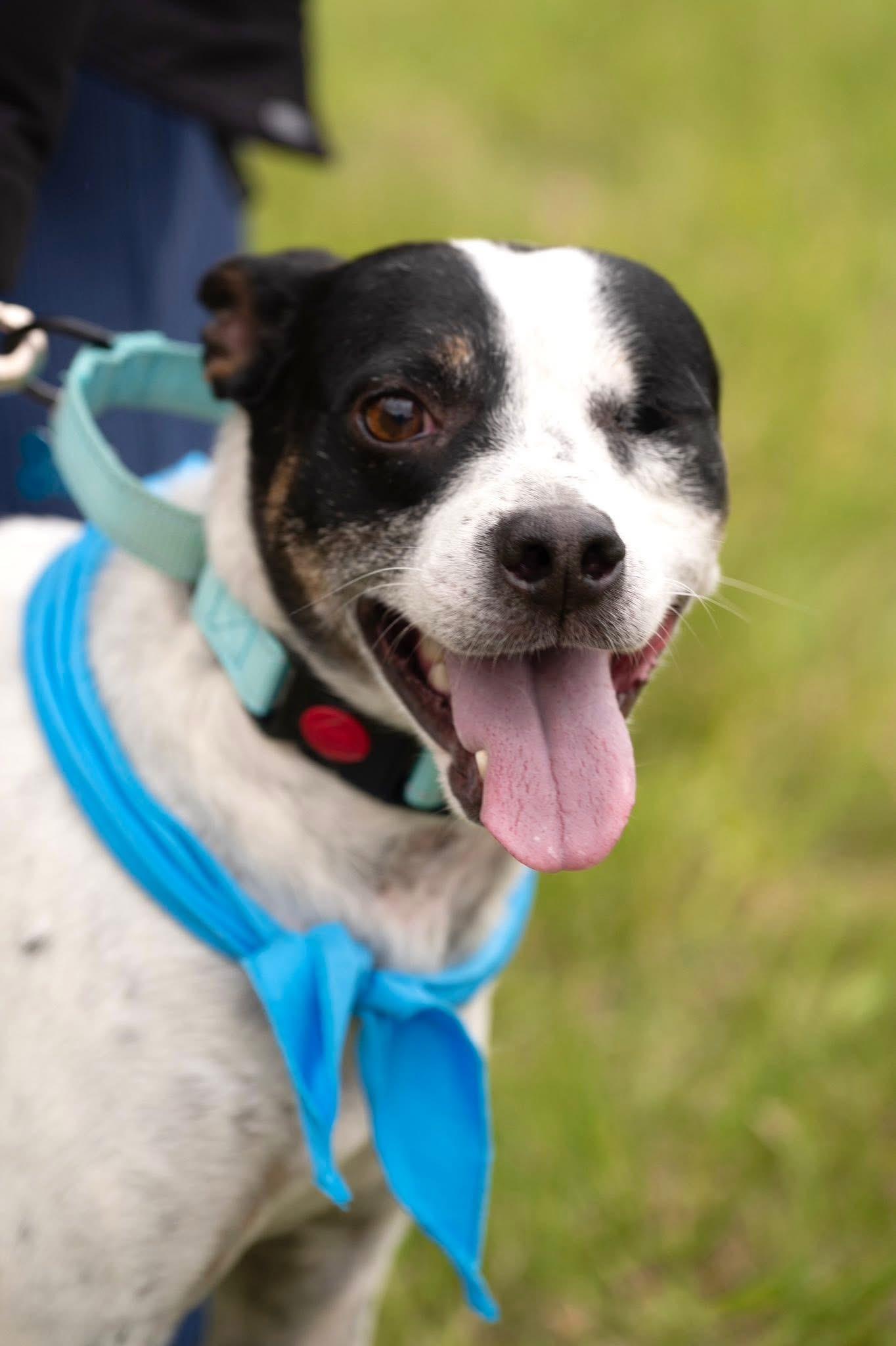Henry, an adoptable mixed breed in Hopkinton, MA image 2/5