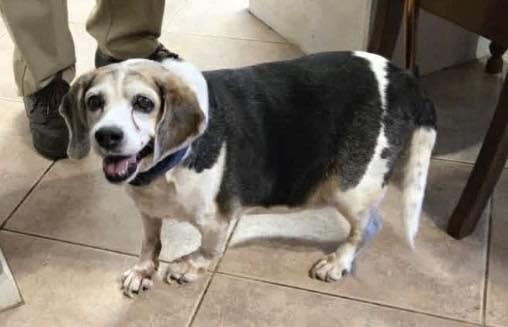 Enlarge Snoopy D, a Adoptable Beagle in Tampa, FL image 1/3