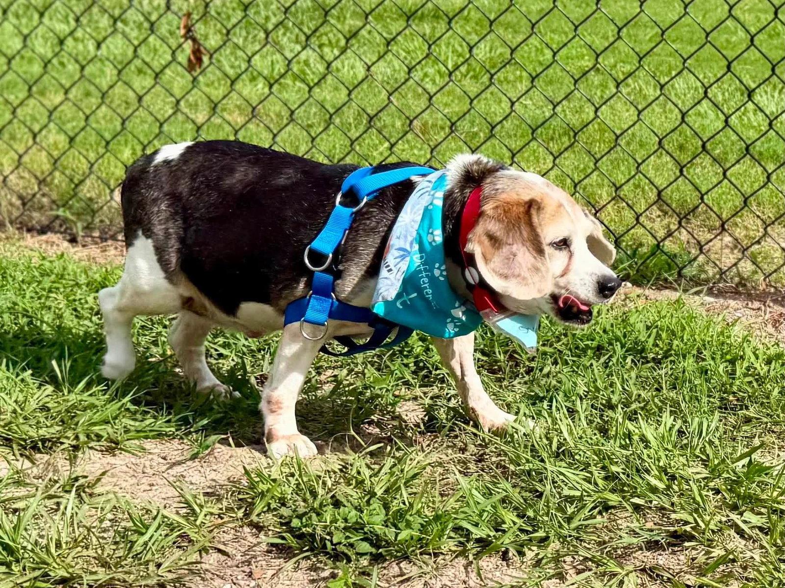 Snoopy D, Adoptable, Senior Male Beagle.