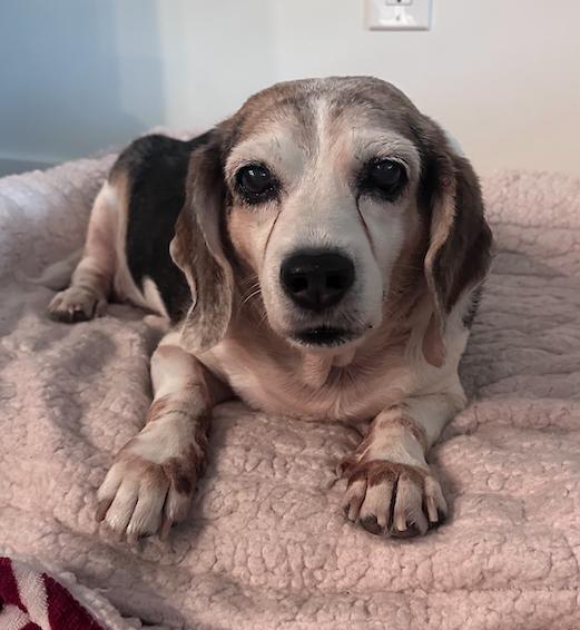 Enlarge Snoopy D, a Adoptable Beagle in Tampa, FL image 2/3