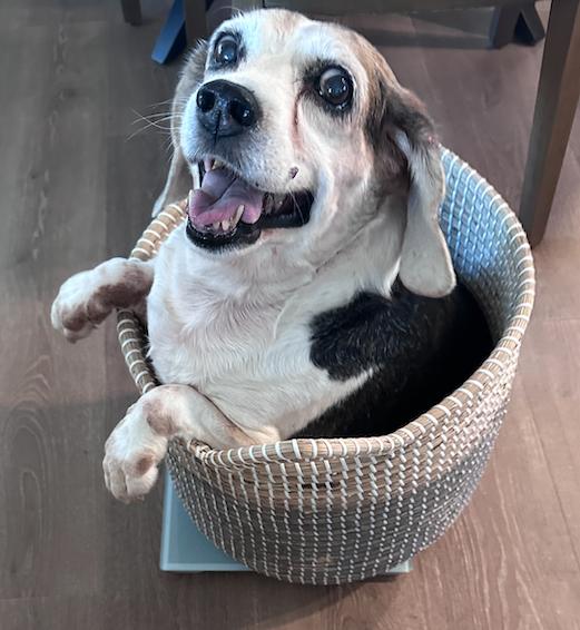 Enlarge Snoopy D, a Adoptable Beagle in Tampa, FL image 3/3