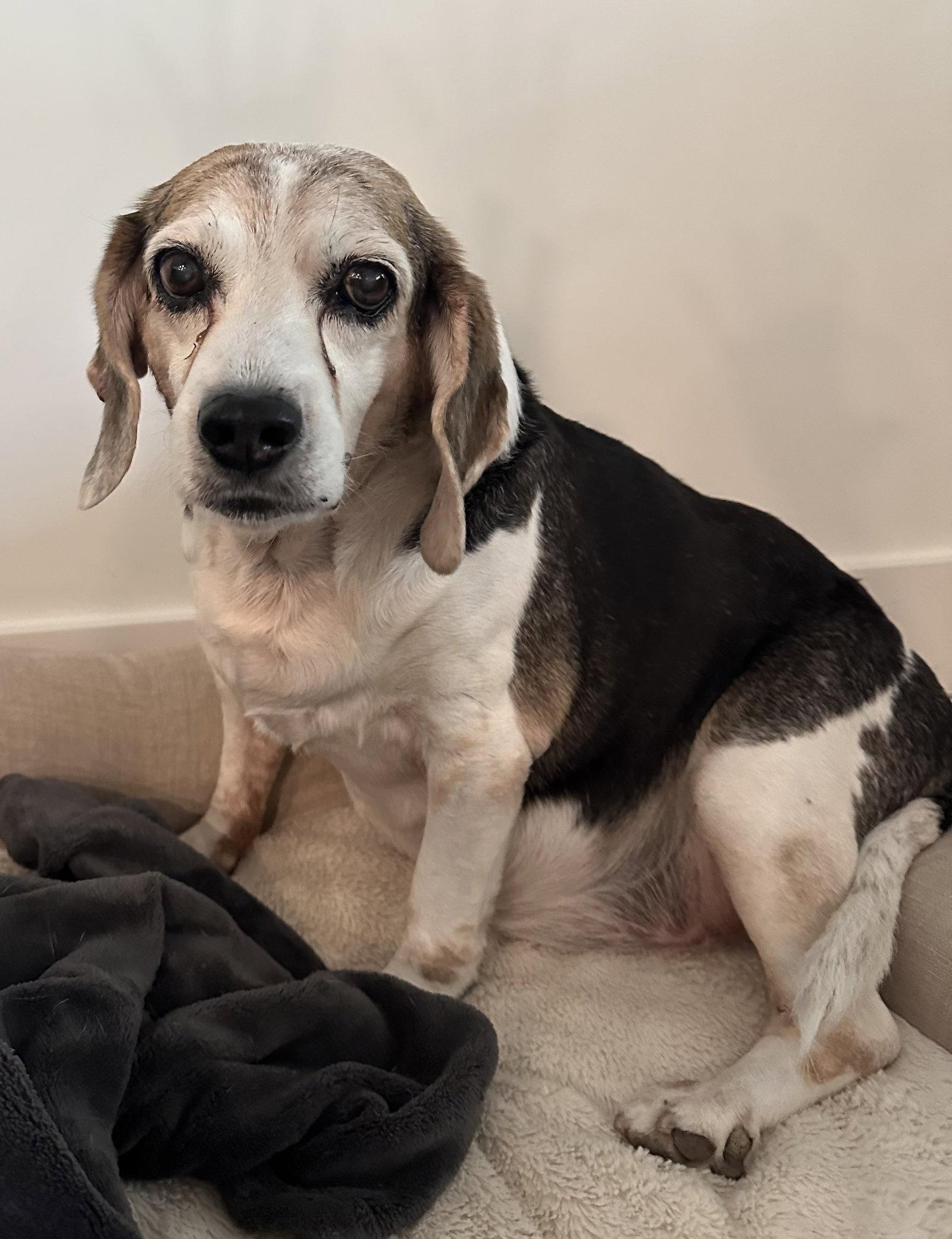 Snoopy D, a Adoptable Beagle in Tampa, FL image 3/3