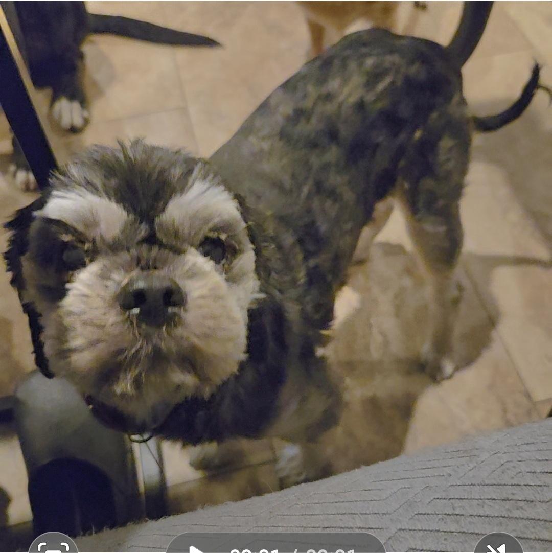 Winston , an adopted mixed breed in Tunkhannock, PA image 2/2