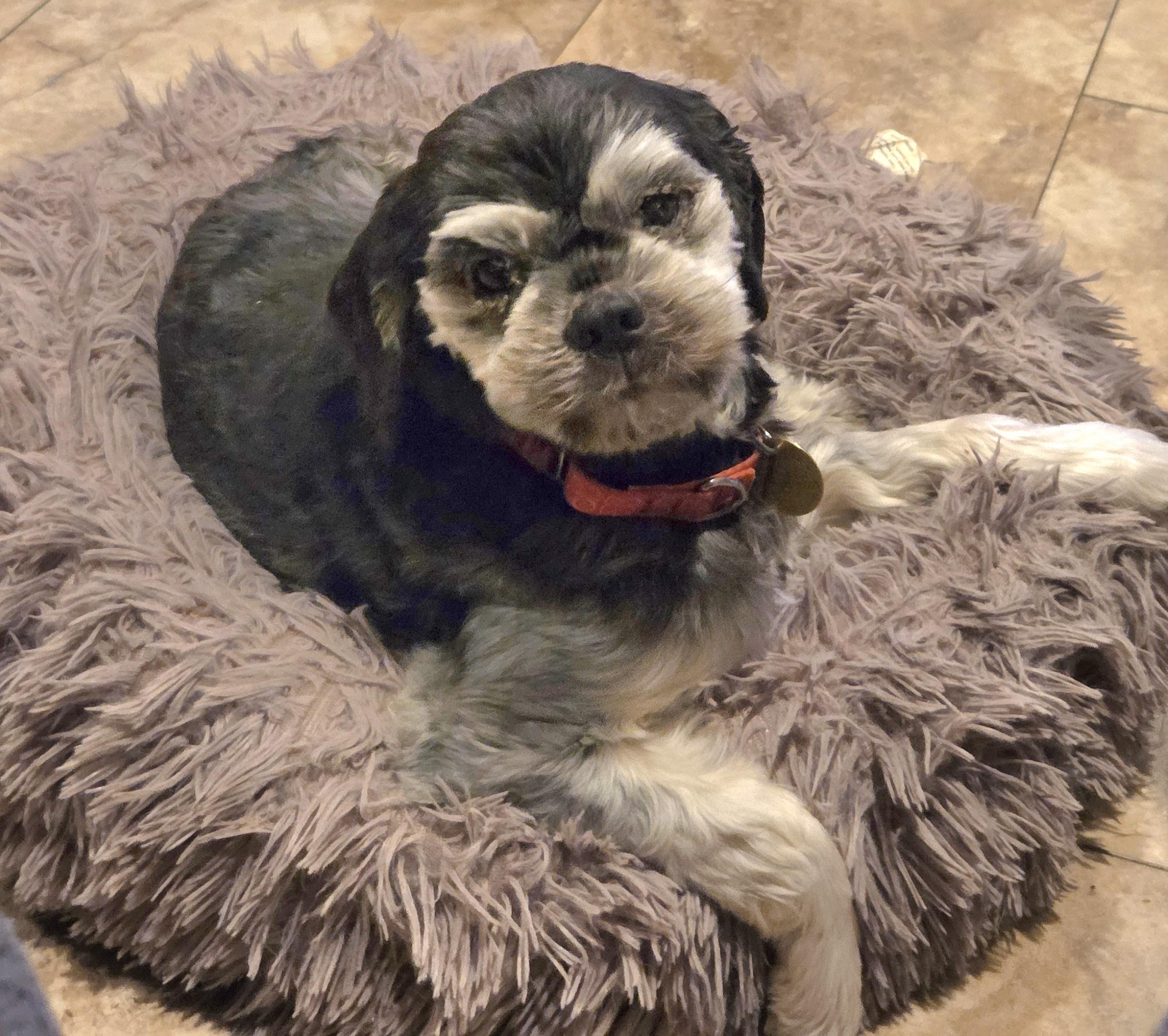 Winston , an adopted mixed breed in Tunkhannock, PA image 1/2