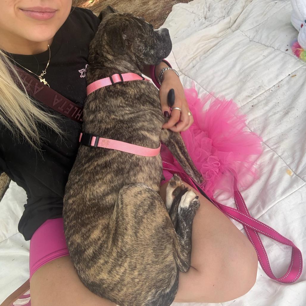 Parrisa, Adoptable, Adult Female Boxer.