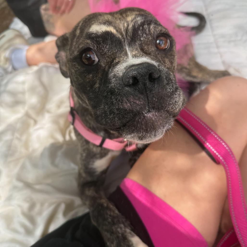 Enlarge Parrisa, a Adoptable Boxer in West Chester, PA image 2/6