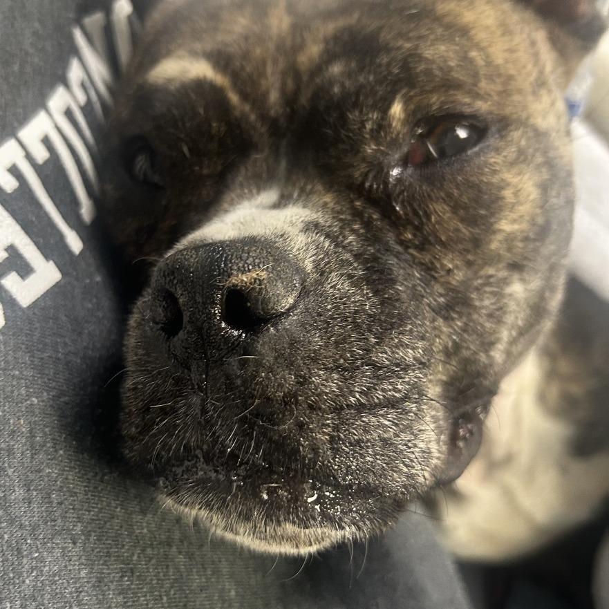 Enlarge Parrisa, a Adoptable Boxer in West Chester, PA image 4/6
