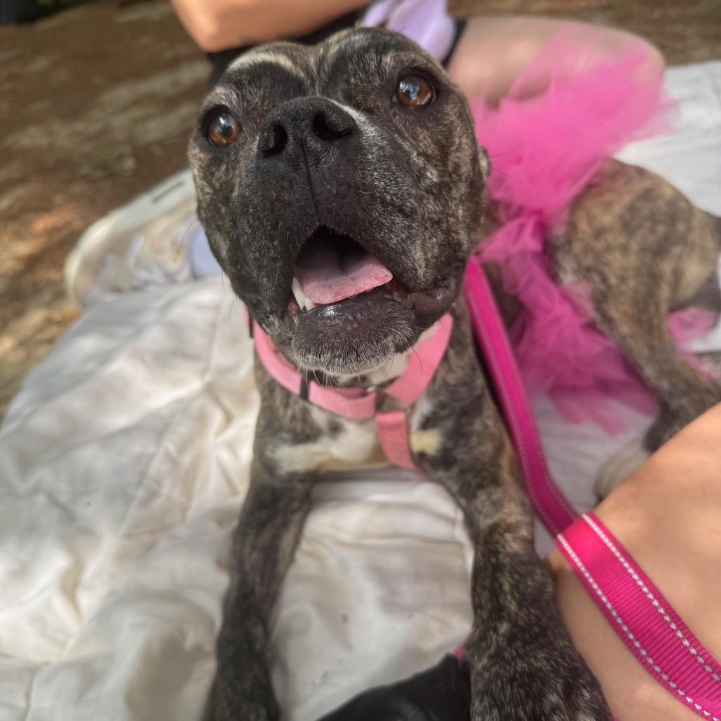 Enlarge Parrisa, a Adoptable Boxer in West Chester, PA image 5/6