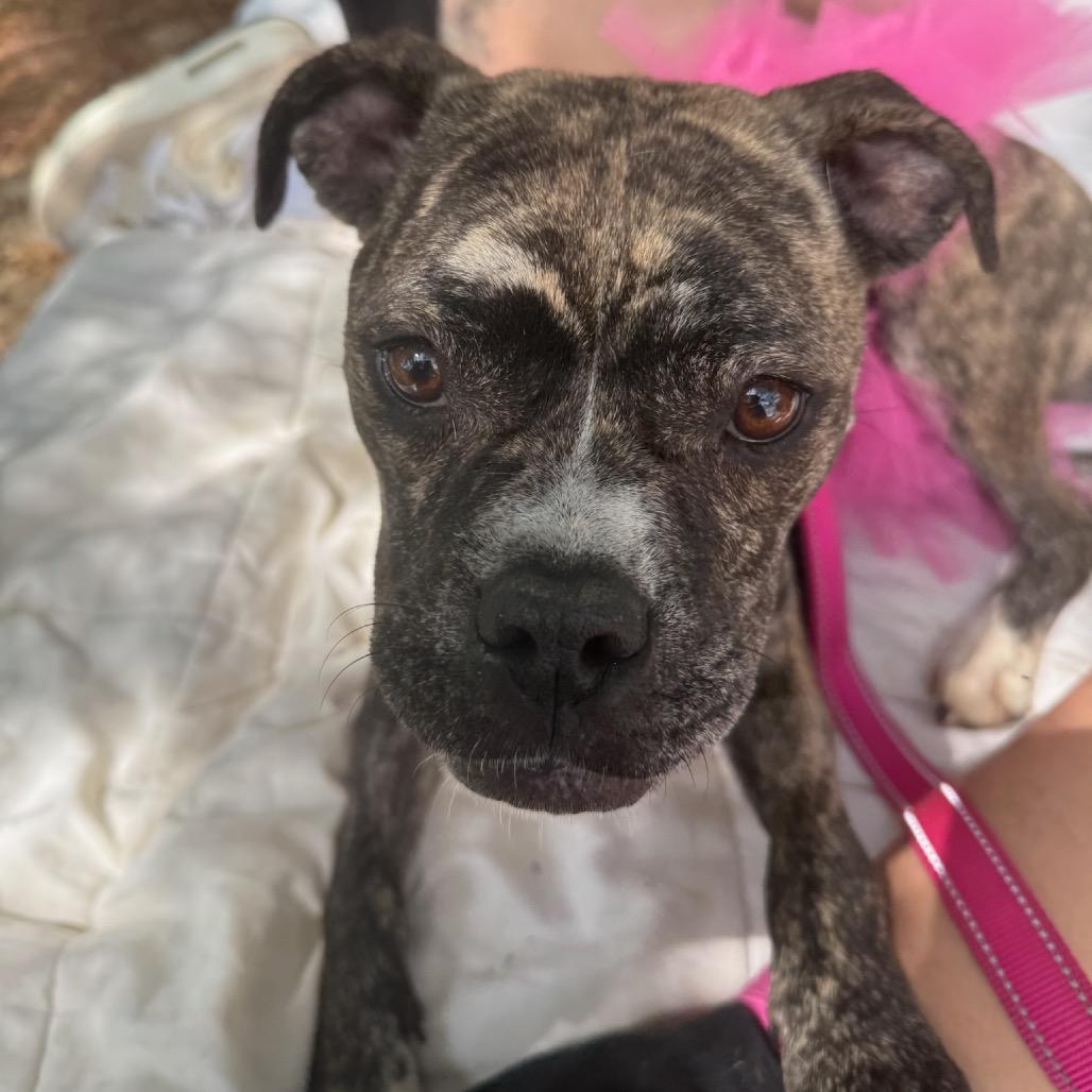 Enlarge Parrisa, a Adoptable Boxer in West Chester, PA image 6/6