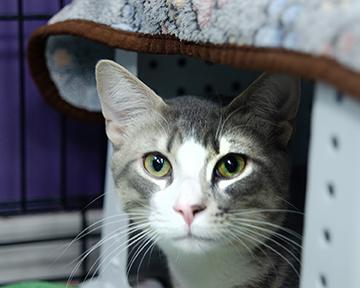 Bojangles, Adoptable, Adult Male Domestic Short Hair & Domestic Short Hair.