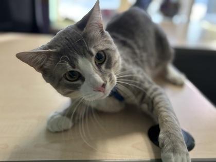 Bojangles, Adoptable, Adult Male Domestic Short Hair & Domestic Short Hair.