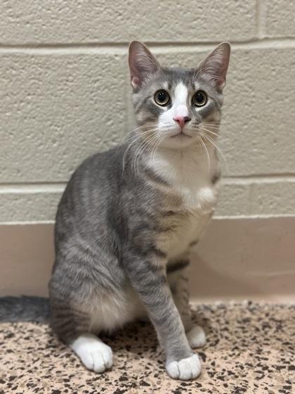 Enlarge Bojangles, a Adoptable mixed breed in Jamestown, NY image 2/3