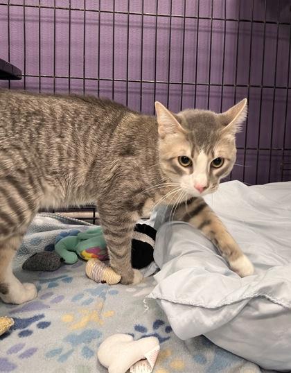 Bojangles, a Adoptable mixed breed in Jamestown, NY image 2/2