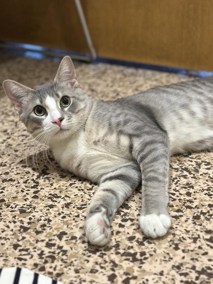 Enlarge Bojangles, a Adoptable mixed breed in Jamestown, NY image 3/3