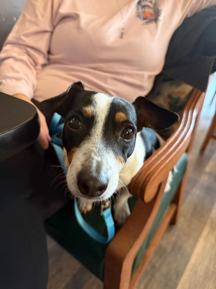 Tatum, Adoptable, Adult Female Jack Russell Terrier & Dachshund.