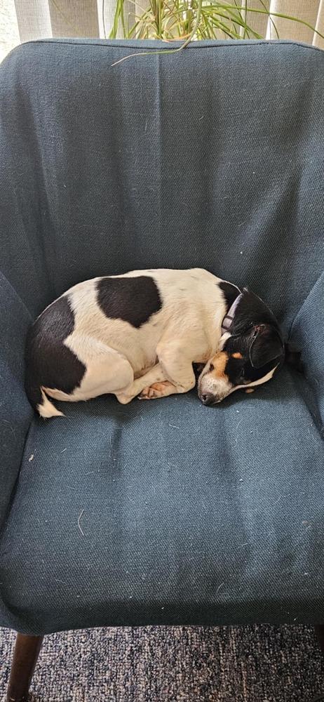 Enlarge Tatum, a Adoptable mixed breed in Springdale, PA image 2/6