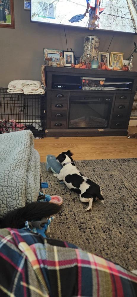 Enlarge Tatum, a Adoptable mixed breed in Springdale, PA image 3/6