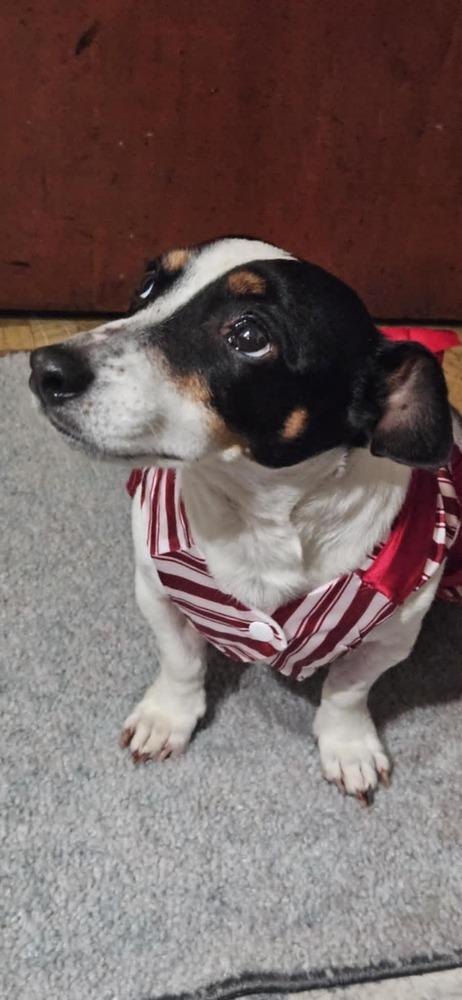 Enlarge Tatum, a Adoptable mixed breed in Springdale, PA image 6/6