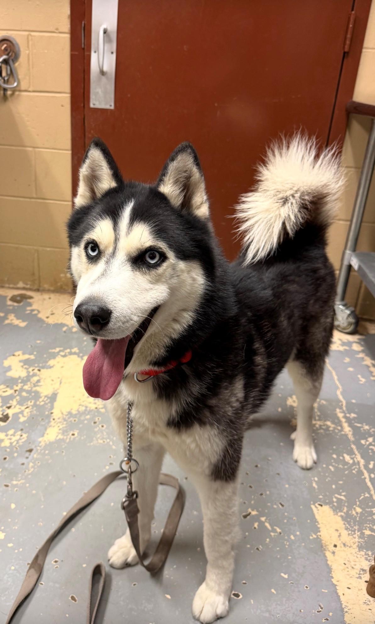 Enlarge Sergey, a ADOPTABLE mixed breed in East Northport, NY image 1/2