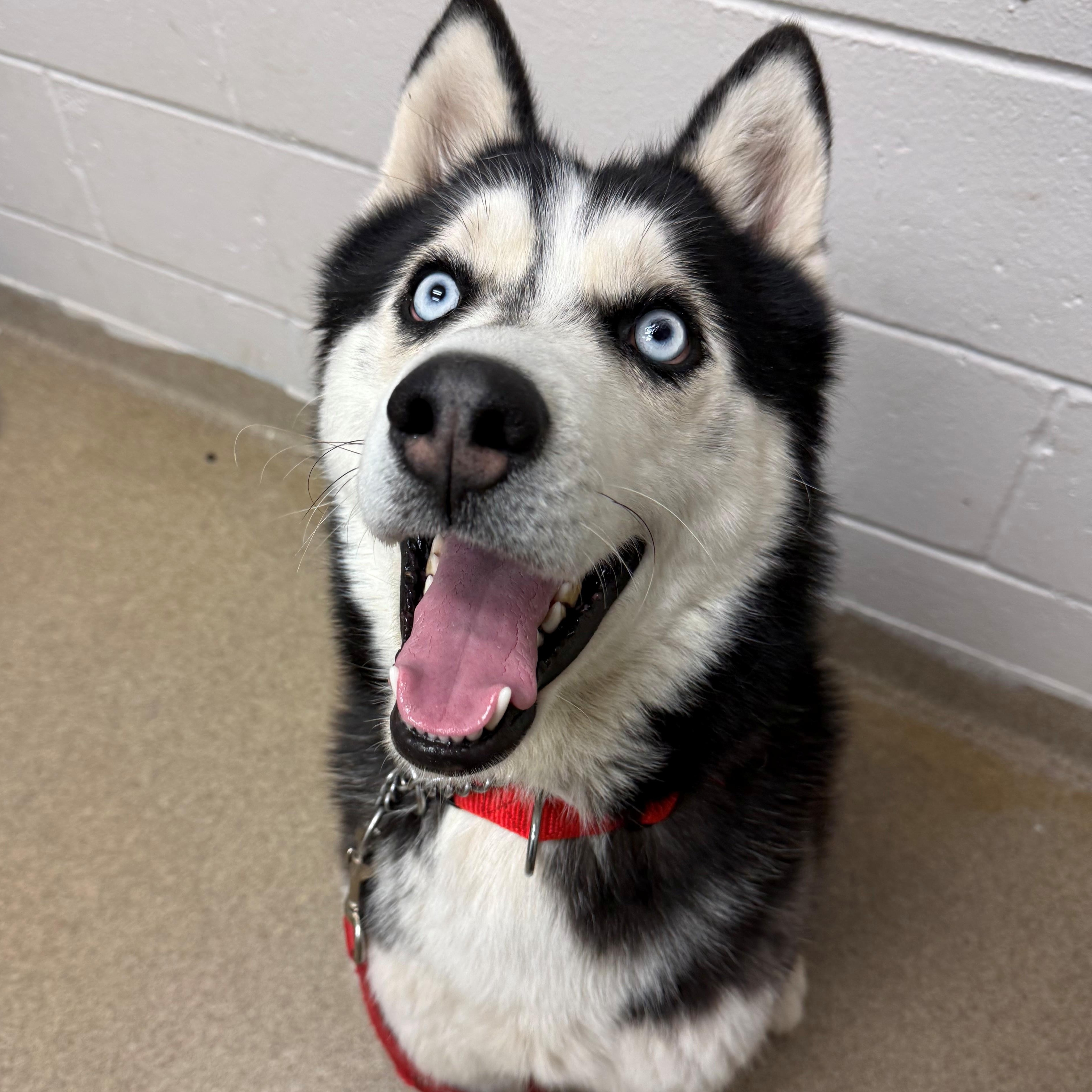 Enlarge Sergey, a ADOPTABLE mixed breed in East Northport, NY image 2/2