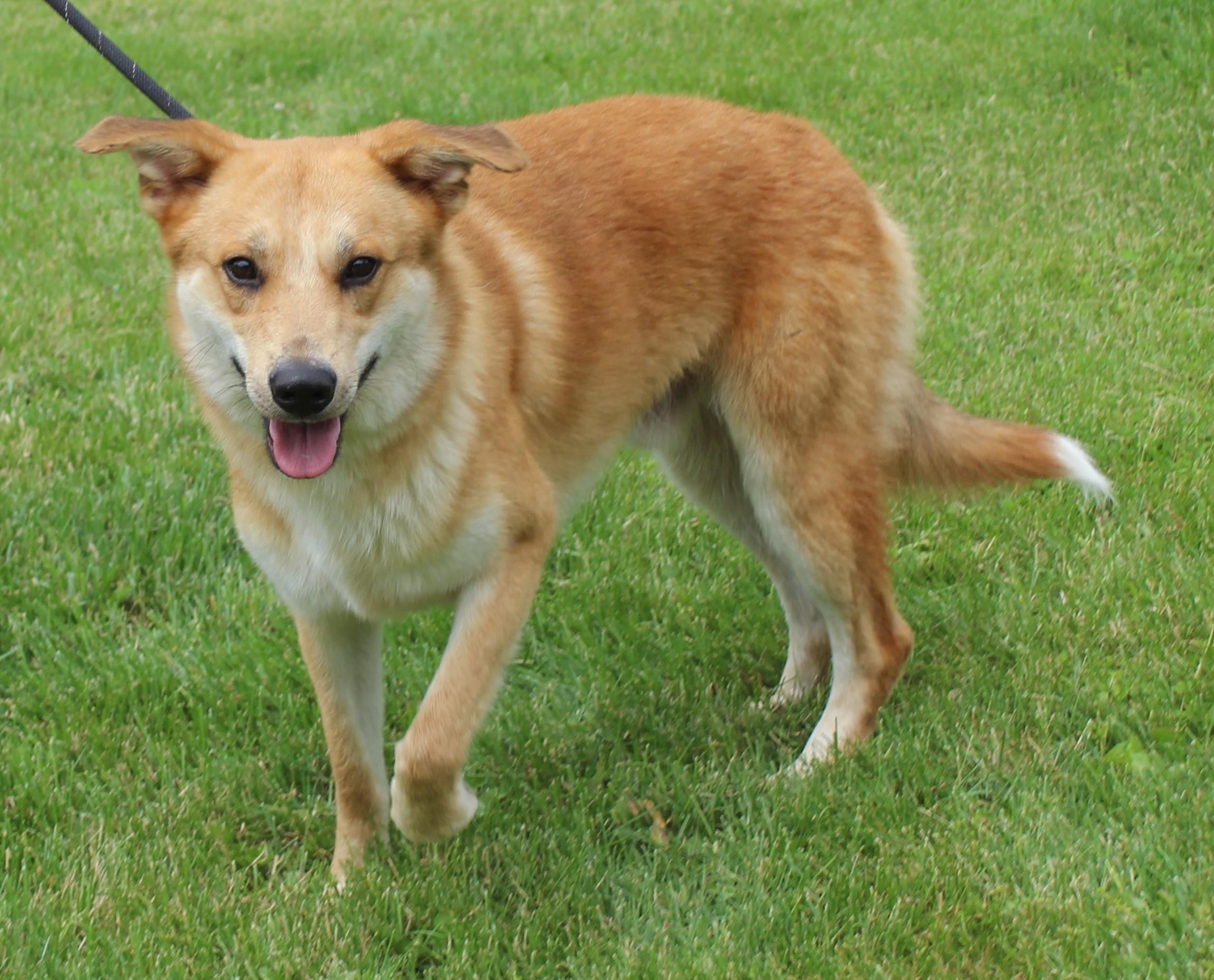 Jacob (11946), an adopted mixed breed in Heath, OH image 2/2